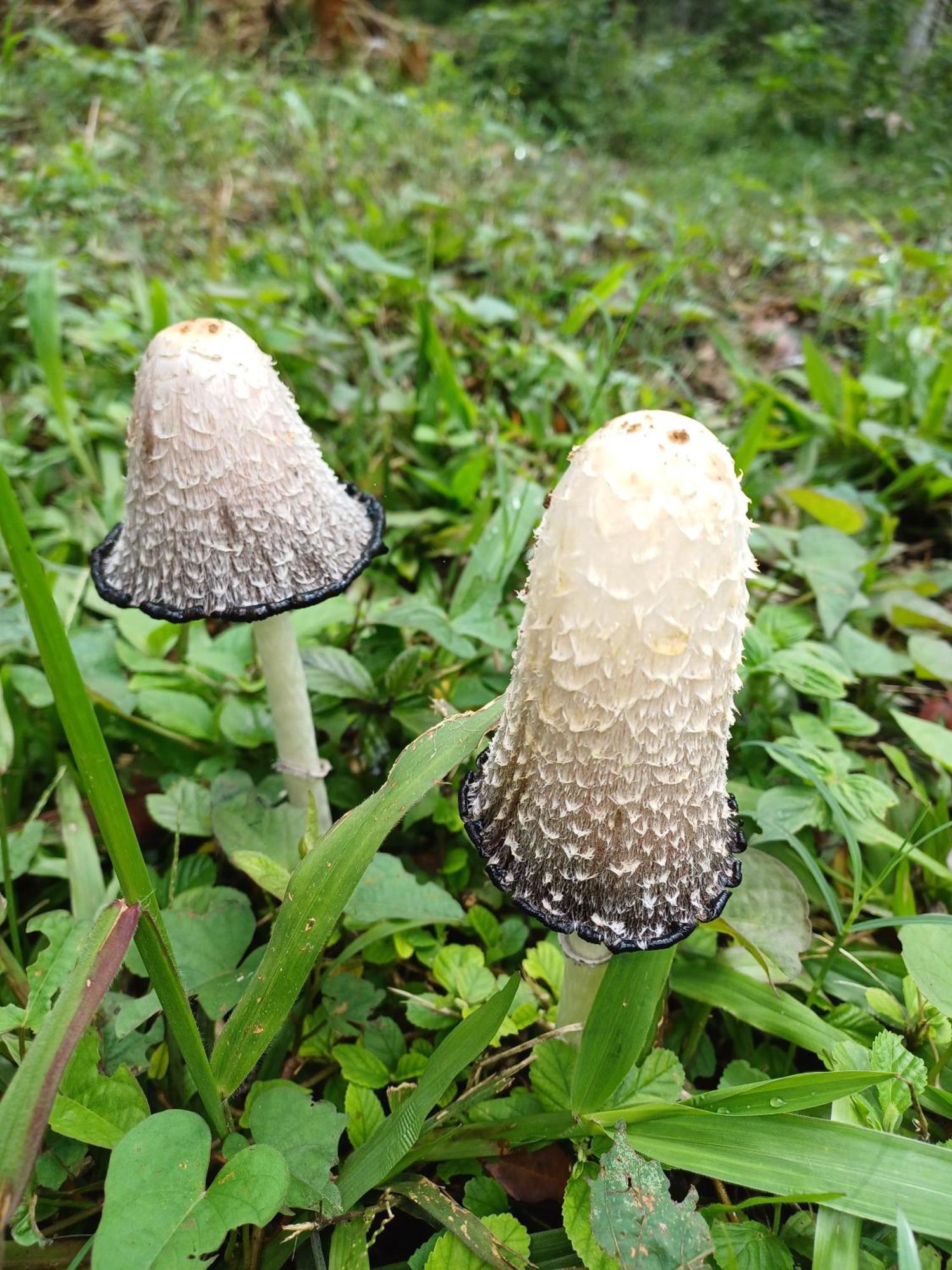 Paraiso Verde Chijou 外观 照片