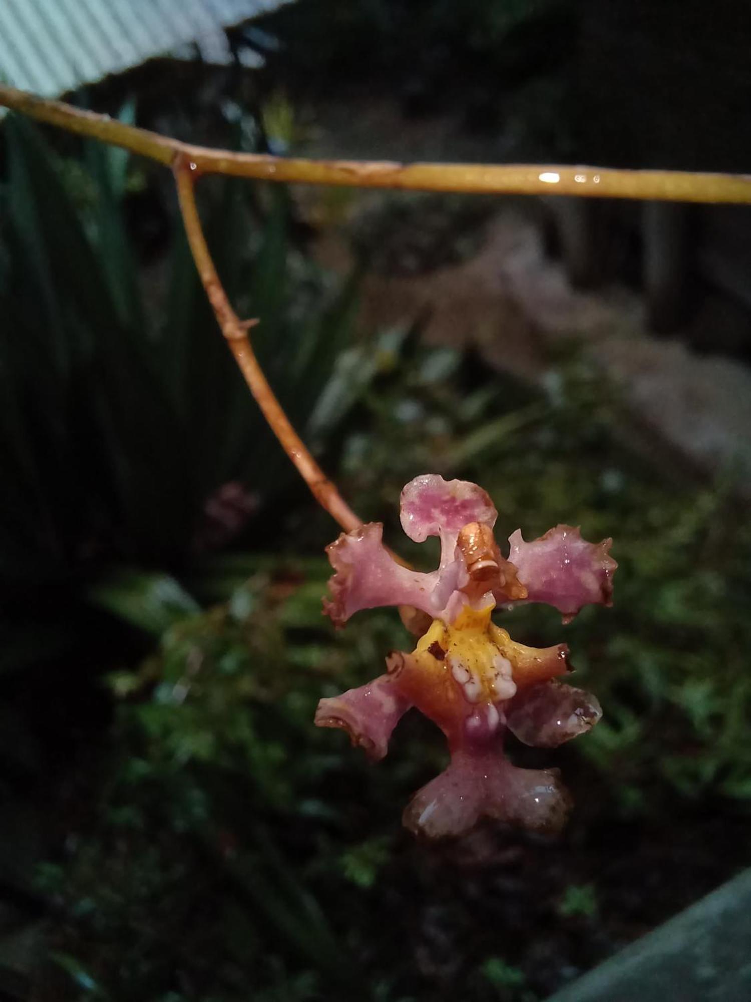Paraiso Verde Chijou 外观 照片